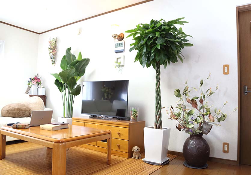 おすすめの大型観葉植物20選！メリットから注意点まで徹底解説 – 東京寿園