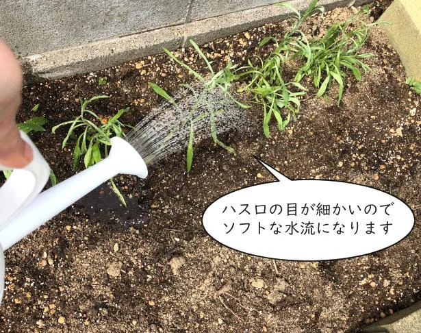 100均ダイソーの「じょうろ・水差し」を買ってみます 5種類rooms19