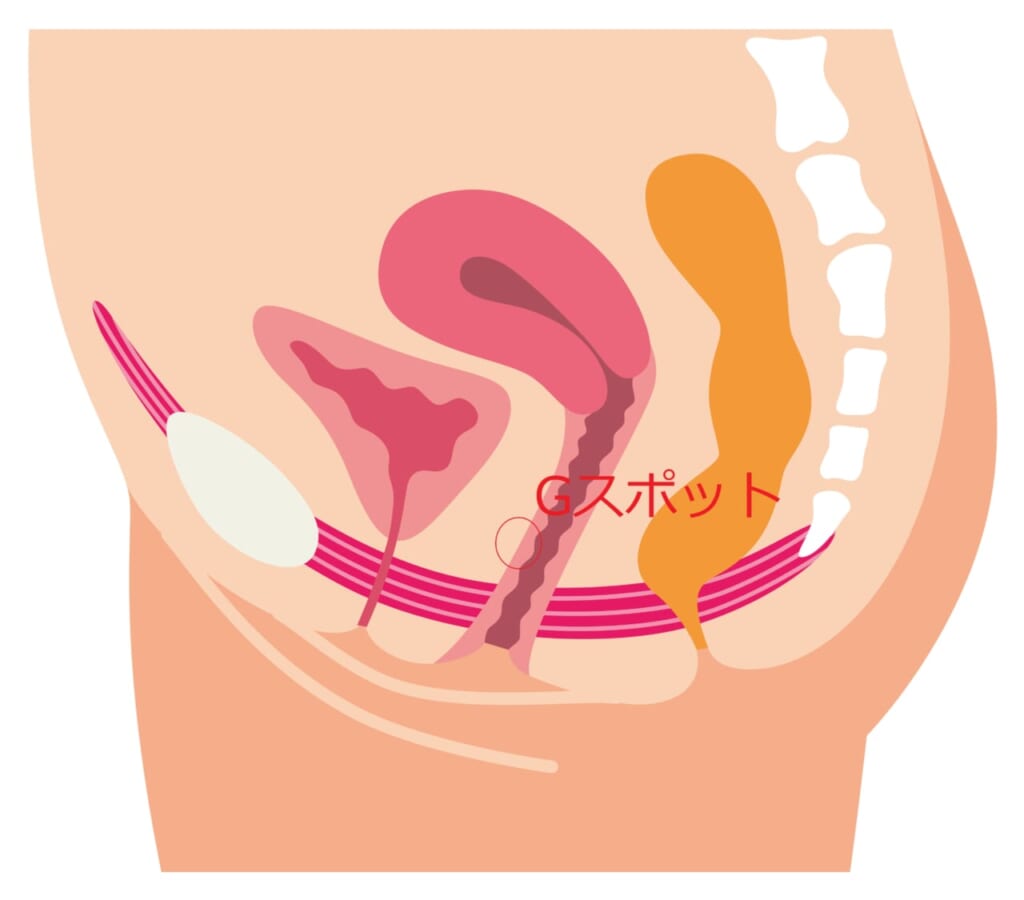 超簡単！今夜から実践出来る♥Gスポットの見つけ方