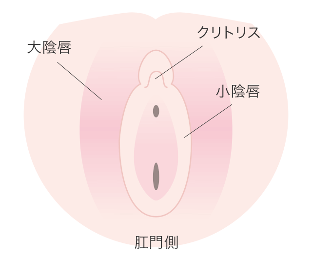 陰核 - Wikipedia