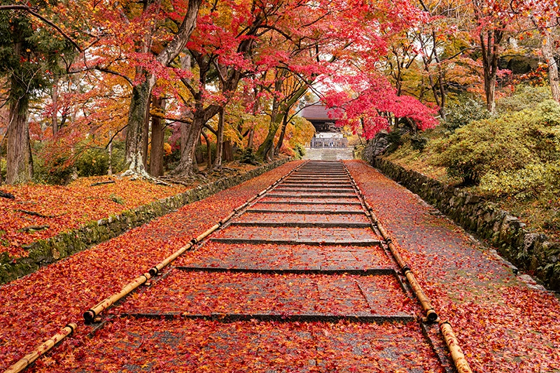 奈良】地元の人がこっそり教える「穴場紅葉ポット」