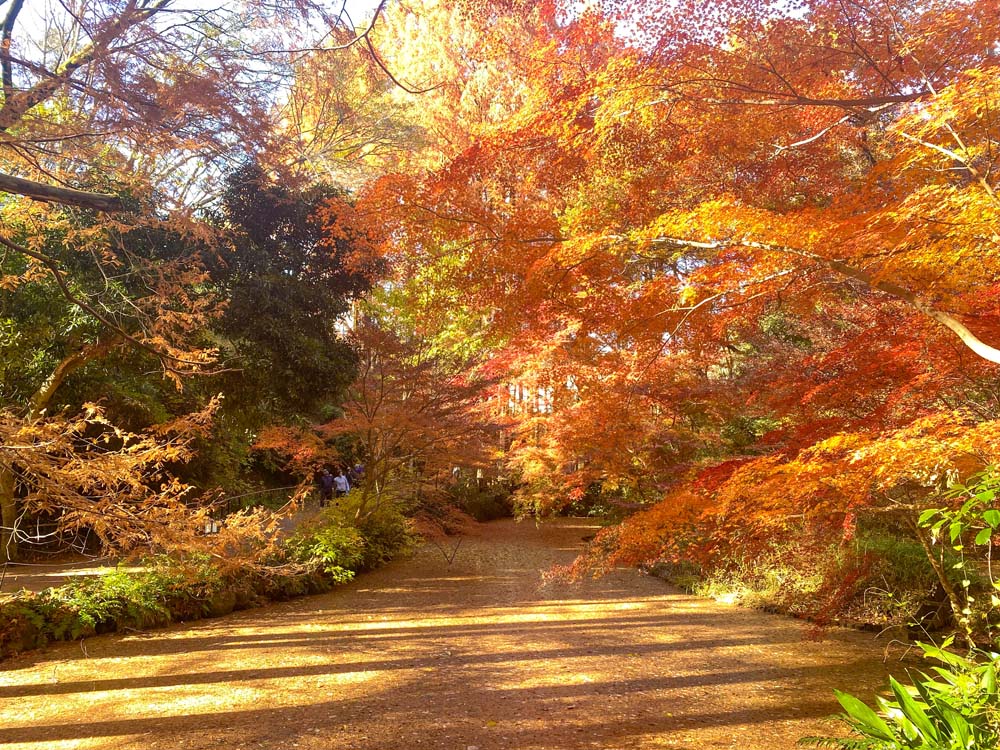 全国の穴場紅葉スポット（首都圏発）│近畿日本ツーリスト