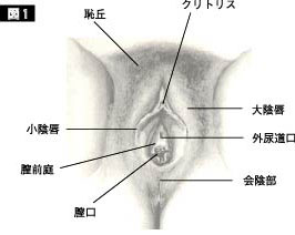 図解画像】クリトリスの皮を剥くべきか？剥かないべきか？正しい皮の剥き方とは？ - sexprogress.com