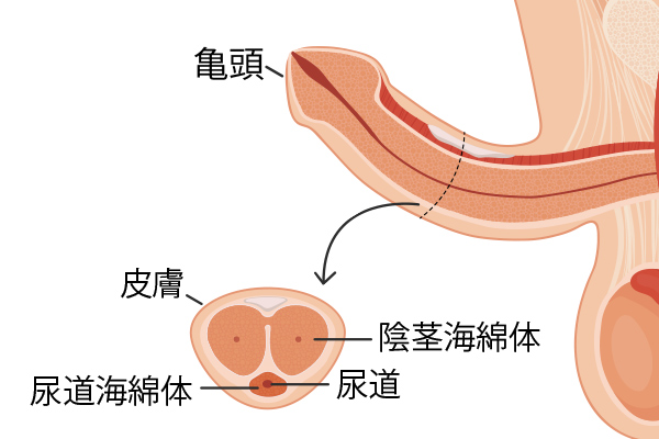 彼氏がすぐに勃つ！その原因と勃ちやすい男性心理とすぐ勃起の対処法【ラブコスメ】