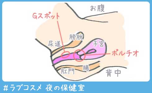 ポルチオとは？位置や開発方法、ポルチオセックスのやり方- 夜の保健室