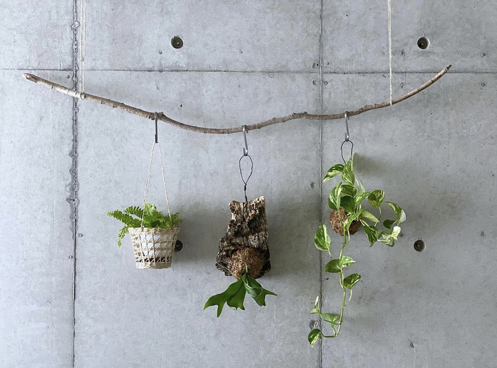 必見アイデア 賃貸でもできる！観葉植物の飾り方～吊るす編～