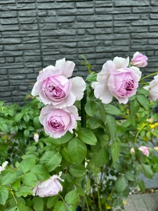 咲き始めた「リラ」＆５月のバラの管理(*^^)v | ママの薔薇のブログ