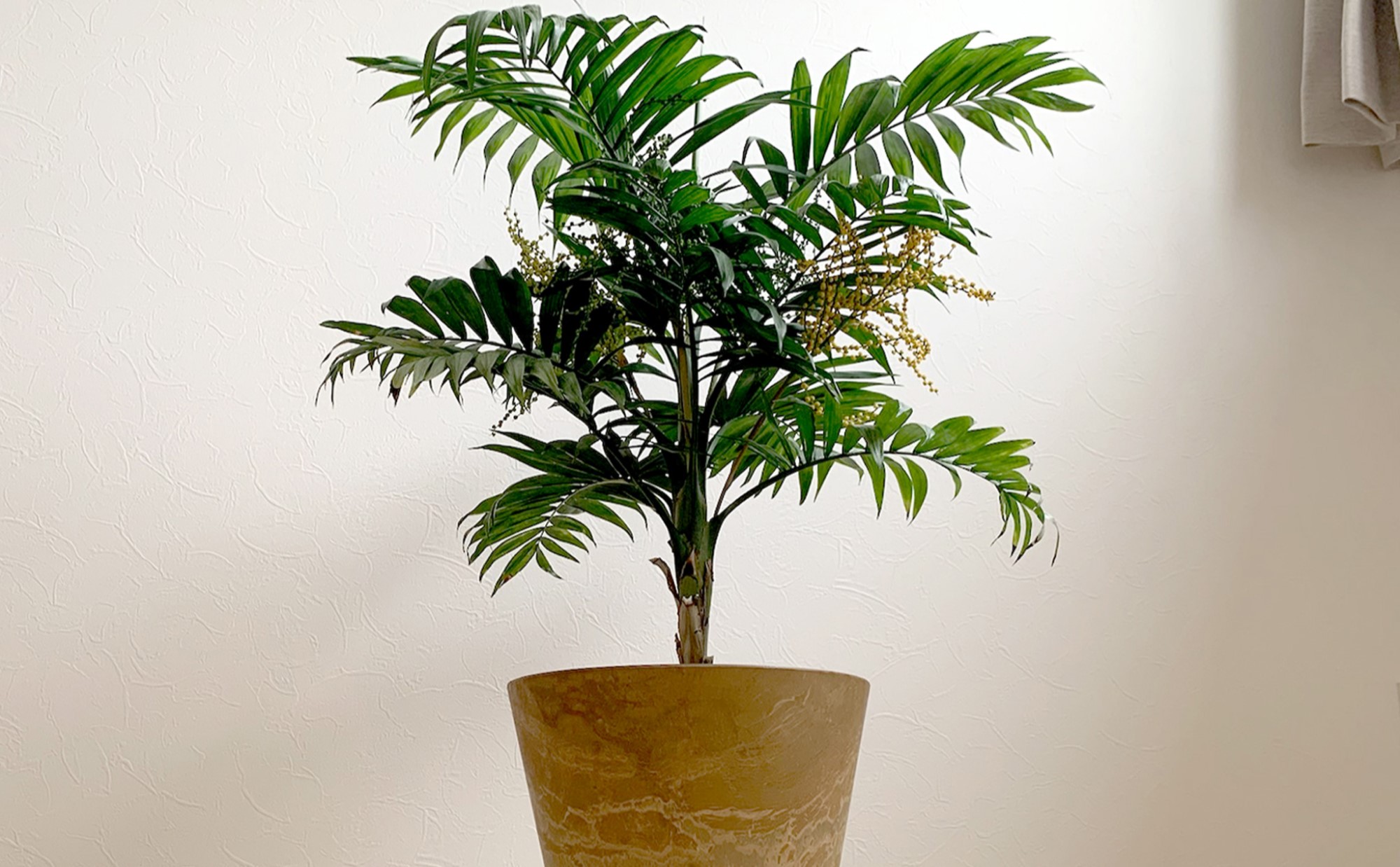 ヤシの木 観葉植物 アレカヤシ 本物 大型 ヤシ 7号 観葉 植物 室内用 7