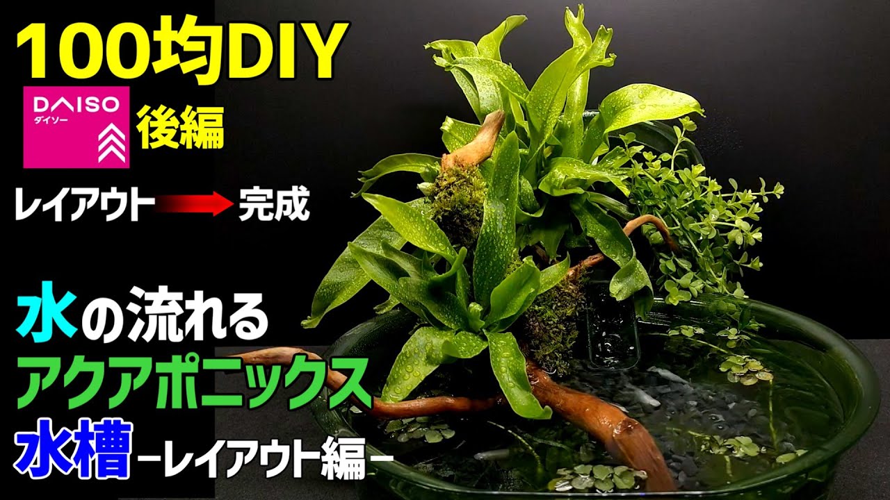 100均水槽レイアウトの作り方と手順使用アイテムも一挙紹介アクアリウムを楽しもう