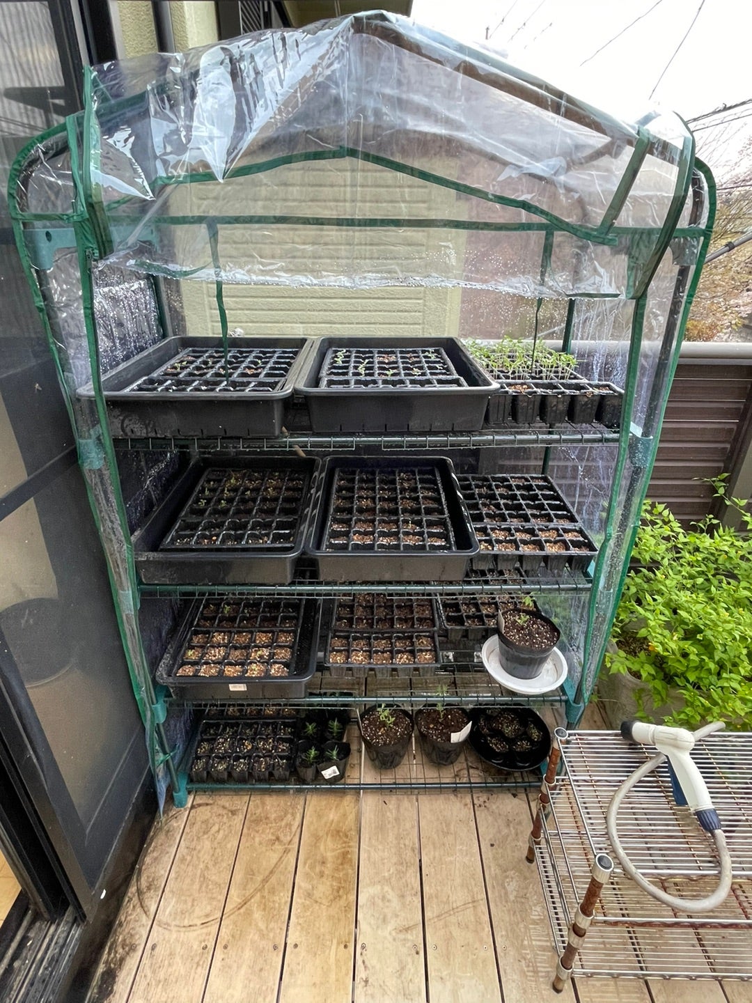 100均材料で自作した、温室・ビニールハウスが意外と使えるよ牛乳パックと発泡スチロールで家庭菜園してみたら結構難しくて何回も失敗したけど結果から少しずつ学んでいくブログ - 楽天ブログ