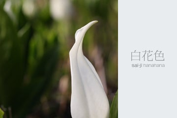 陶器 小さな 花瓶 白花色 単品 小さい ミニ花瓶 ナミビア砂漠の赤 一輪挿し 花飾り 贈り物 ドライフラワー 一輪挿し・花瓶・花器 陶工房 樂心-RASIN- 通販 19235671Creema クリーマ