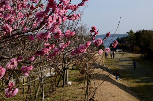 合歓の郷の梅園岬 | 伊勢志摩.com