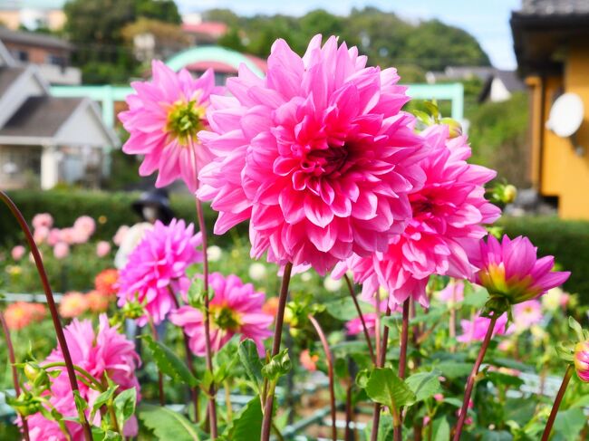 A80 切り花 ダリア ブーケタイプ 大輪ダリア10本とその他草花