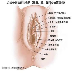 副皮・クリトリス包茎 | 東郷美容形成外科