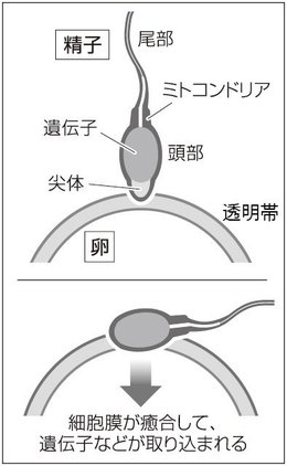 精子提供します 広がるSNS精子提供 リスクと多様化する家族の形 - NHK