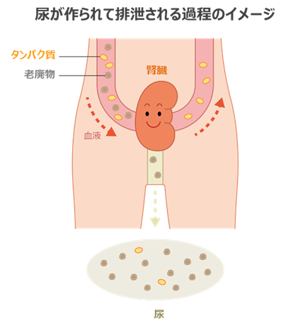 膀胱ってどこにある？大きさは？｜なりた泌尿器科・内科クリニック｜千葉県流山市の泌尿器科専門医