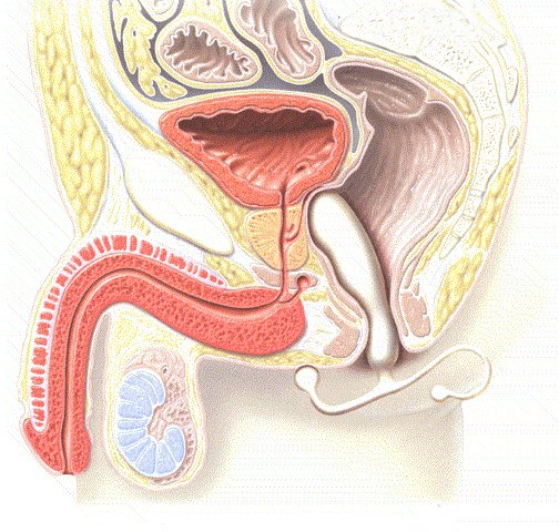 メスイキとは？BLでよく見る「男のメスイキ」のやり方や注意点を解説｜風じゃマガジン