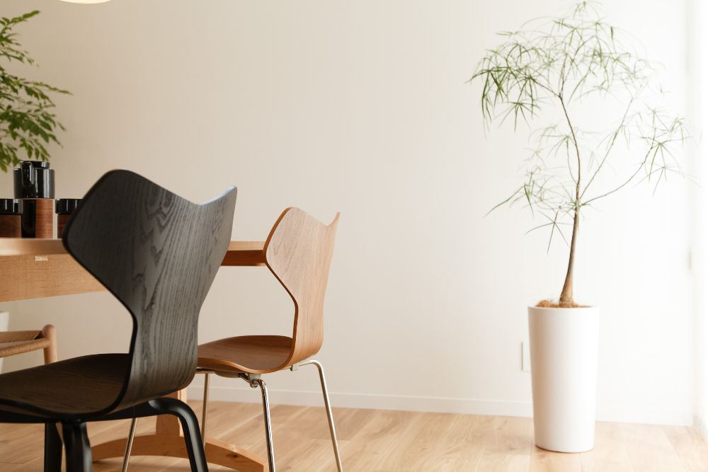 リビングにおすすめの観葉植物シンボルツリー植物図鑑HanaPrime ハナプライム