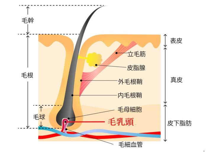 髭抜きの色素沈着 - 高2です。肌が白く、毛が濃いため髭が目立ってしまうの -