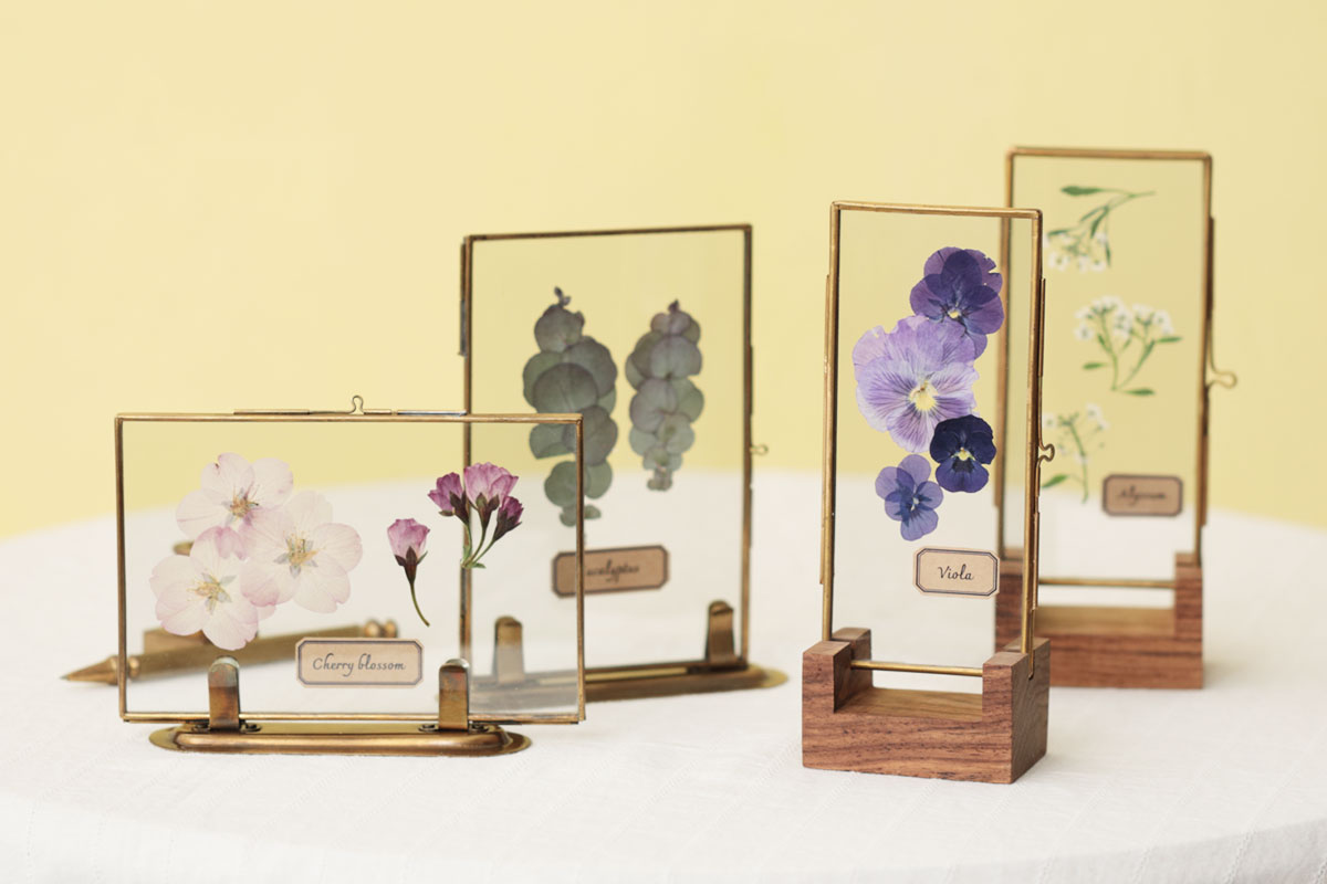 植物標本 アイリス アンティークインテリア