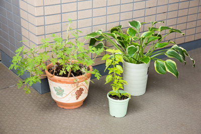 印象的な植栽でマンションエントランスを明るく＠世田谷区砧エクステリア＆ガーデン プラッツ