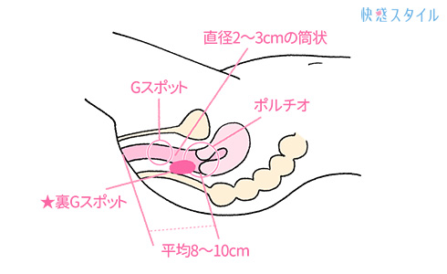 初心者向けアナル開発のススメ！失神するほど気持ちいい前立腺にあなたは興味ありますか？