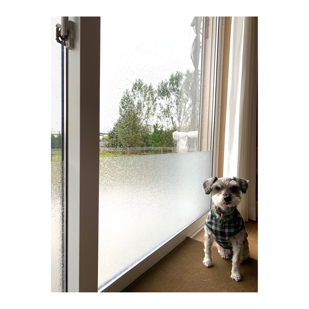 スタッフブログ 新潟県柏崎市のガーデン & エクステリア プラザ FOUR SEASONS フォーシーズンエクステリア お庭のこと何でもご相談下さい。 » 窓の目隠し めかくし の話し