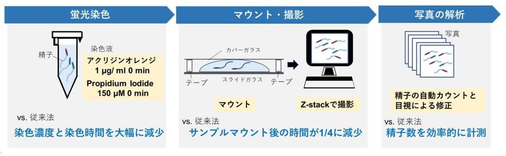 パイナップルの消費は本当に精液を甘くしていますか?