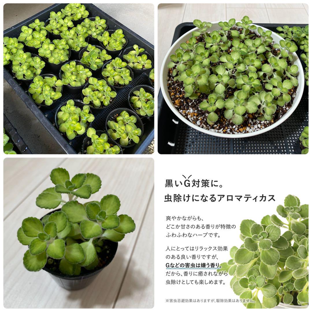 植物を育てよう『アロマティカス』 | 福岡市東区の就労移行支援事業所