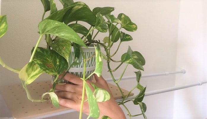 楽天市場部品 Botany ボタニー ハンギングポール インテリア突っ張り観葉植物 支柱 室内 省スペース おしゃれ お洒落 玄関ハンガーポール ポールハンガー タワー つっぱり 収納 帽子ハンガー 突っ張り 天井 つっぱり棒 強力 小物収納 台 柱 リビング 吊るす 吊り