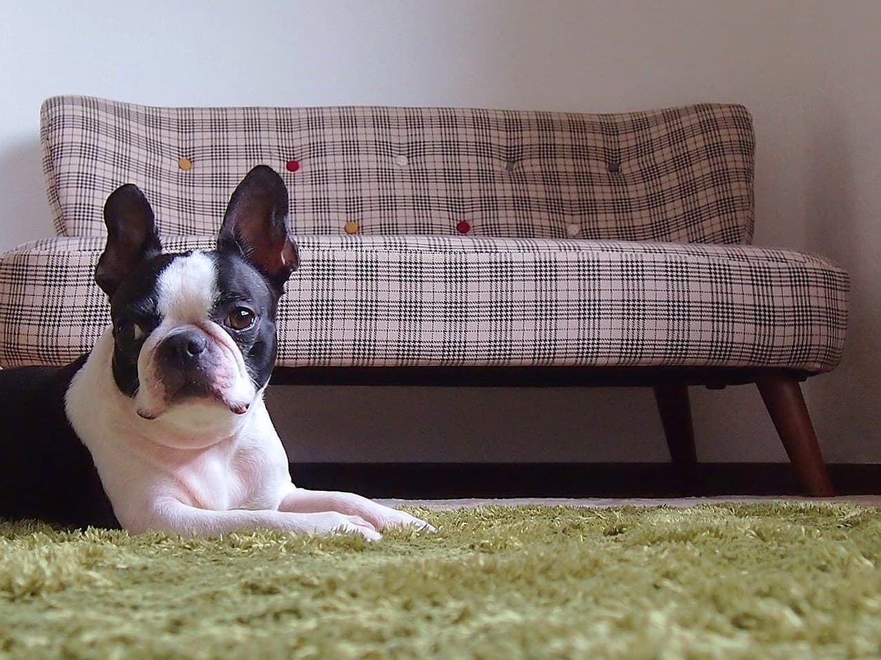 コンセプトは、ずばり“犬との暮らし”。犬も人も快適な住空間にリノベーションうちのコと暮らす家LIFULL HOME'S DIYMagこだわりの住まいづくりを楽しむWEBマガジン