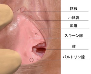 女性の「潮吹き」と「女性の射精」の明確の違いについて - 美容外科｜船橋中央クリニック&青山セレスクリニック