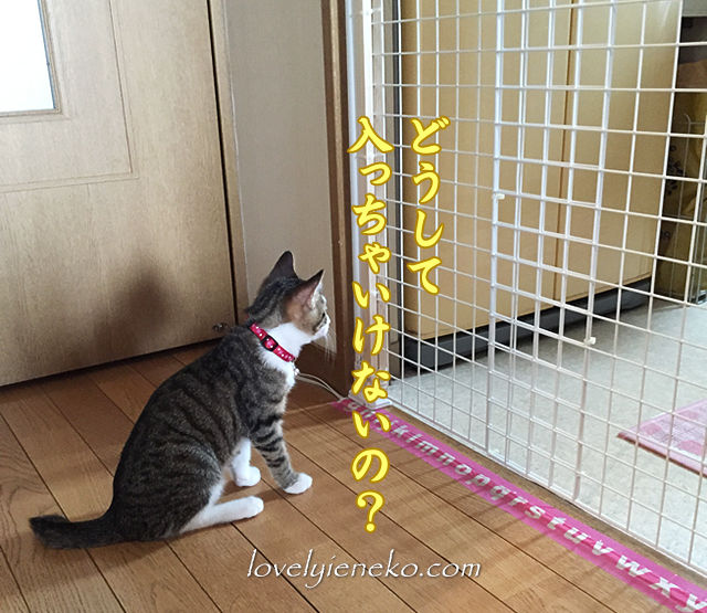 キッチン 猫侵入防止ワイヤーネットのおすすめ商品とおしゃれな実例RoomClip ルームクリップ