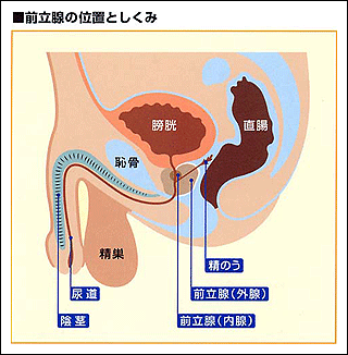 その数なんと4億個！？なぜ、精子はたくさんつくられるの？【図解 解剖学の話】｜ニフティニュース