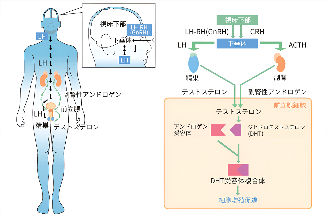 催眠律動音響90_前立腺責め02 [ぴぐみょんスタジオ] |