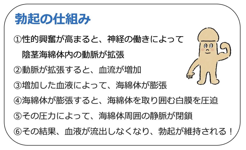 フルボッキする方法まとめ｜フル勃起しない人の原因と対処法 | Men's Chinchi