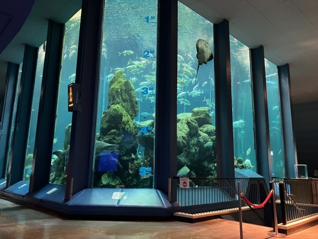 SMART AQUARiUM SHIZUOKA】静岡駅前に都市型水族館