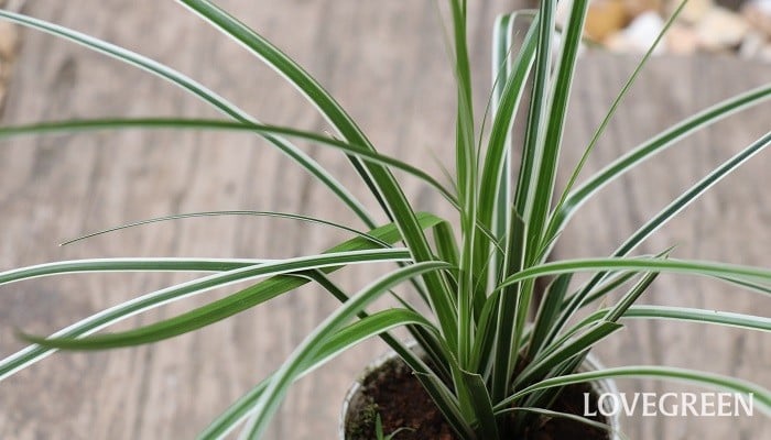 事務所前のカレックスとマホニアです。 グランドカバーや、寄せ植え、花壇のカラーリーフとして活躍してくれます。樹緑kimidoriカレックスマホニアコンフューサーマホニアコンフューサマホニアコンフーサ低木常緑樹グランドカバーカラーリーフ庭