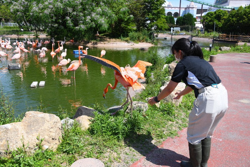 美しいフラミンゴ【大阪・天王寺動物園】の写真素材 [95245442] -