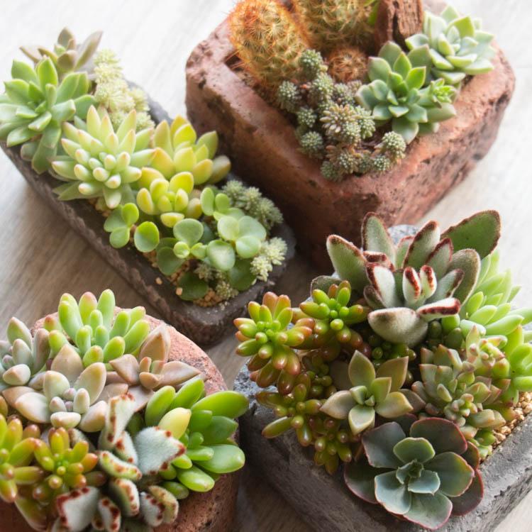 楽天市場 プランター 多肉植物 ディスプレイ アレンジ アレンジメント ガーデニング エクステリア 鉢 シャビーテイスト ナチュラル 可愛いアンティーク ヴィンテージ加工 壁掛けタイプ : A.BFLY ア.ビーフライ