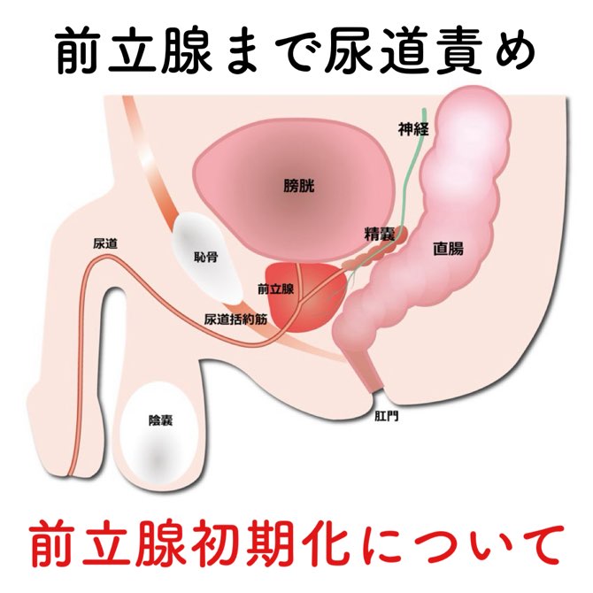 Amazon.co.jp: ペニスプラグ ブジー ビーズ