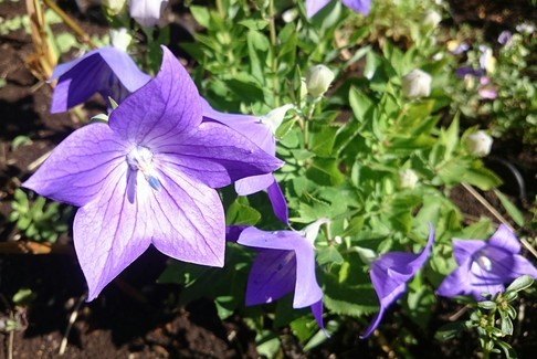 ゼラニウム達のつぼみと開花 ② -