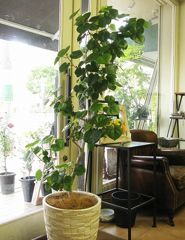限られたマンション空間を素敵に演出 「観葉植物」入門特集不動産投資・マンション投資の情報メディア ユズサチマガジン