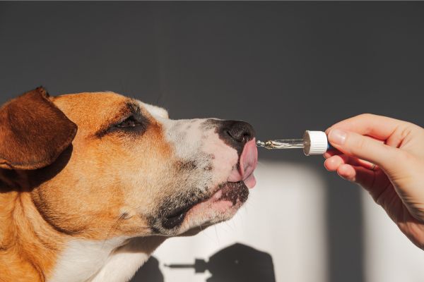 犬が手を舐めてくる理由４つ！飼い主に対する行動の意味を解説 | わんちゃんホンポ