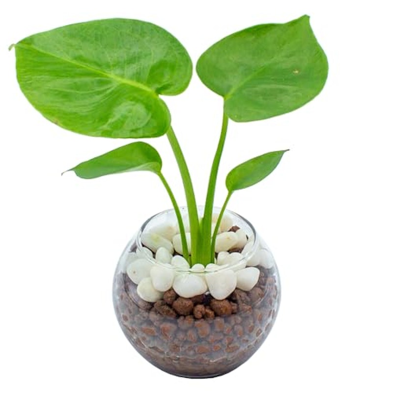 玄関に適した風水観葉植物を方角別にご紹介 南・南西・西・北西観葉植物と風水のグリーンスマイル