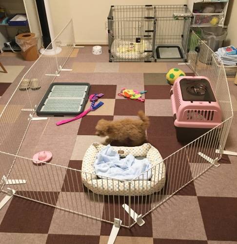 犬部屋作りTikTok