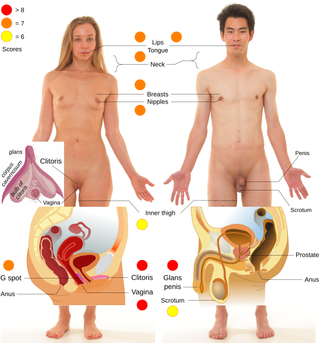 対象疾患・研究紹介｜認知行動カウンセリング希望者の方へ｜千葉認知行動療法｜千葉大学大学院医学研究院