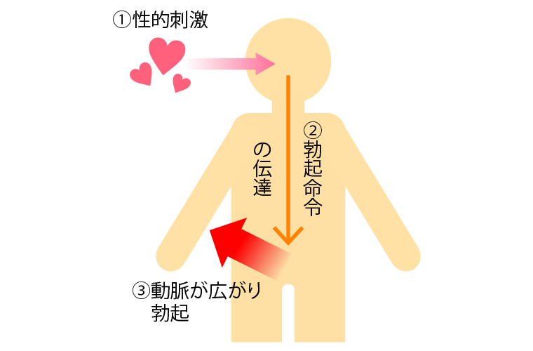 EDの予防「一日一勃ち」を心がける｜竹越昭彦院長コラム【浜松町第一クリニック】