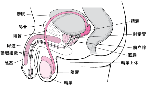 チンコの舐め方お上手！絶対気持ち良いフェラのエロ画像 - 性癖エロ画像 センギリ