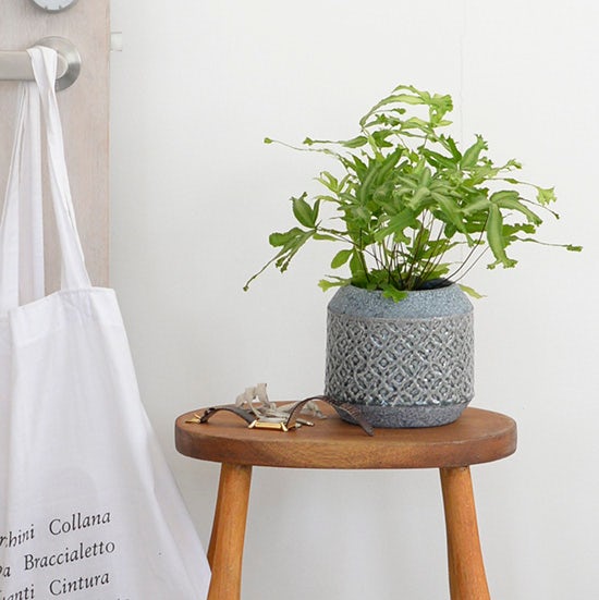 玄関に観葉植物を置く方法2025 年のリアルなLemon8ユーザー体験